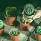 Como separar los hijos de un cactus
