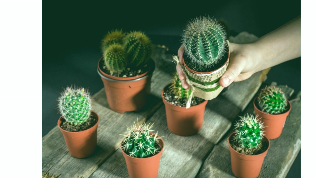 Como separar los hijos de un cactus
