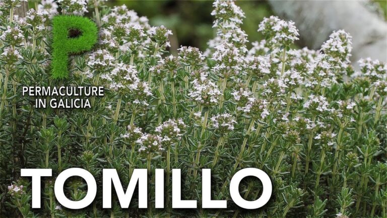 Descubre qué plantar en Galicia en junio para una cosecha espectacular