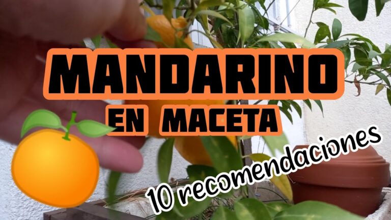 Aprovecha: ¡Compra un mandarino en maceta y disfruta de tus propios cítricos en casa!