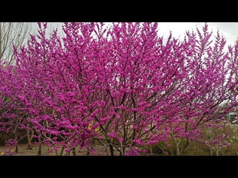 Descubre el sorprendente árbol de hojas rosas: un espectáculo natural único