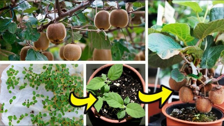 ¡Aprende a plantar kiwi en maceta y disfruta de una cosecha exótica en casa!