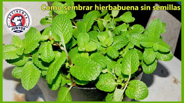 Descubre cómo cultivar hierbabuena en maceta: ¡Un aroma inigualable en tu hogar!