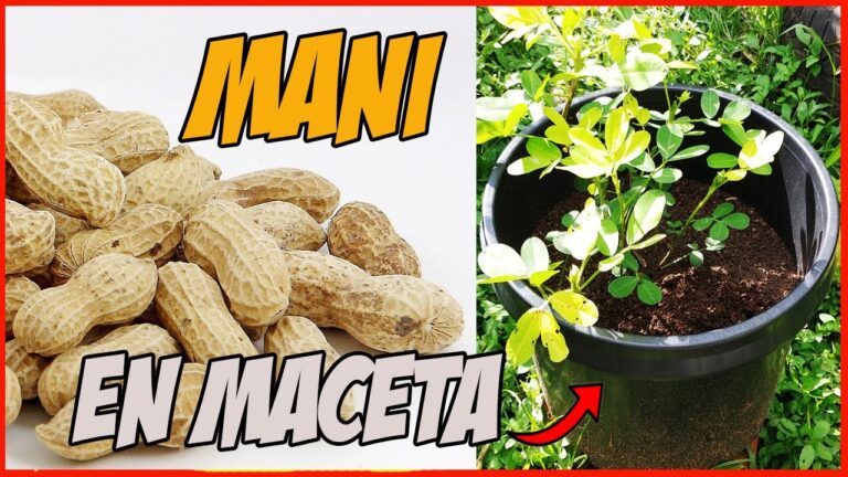 Aprende cómo plantar cacahuetes en maceta y disfruta de una cosecha casera