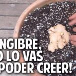 Jengibre en maceta: guía sencilla para cultivarlo en casa