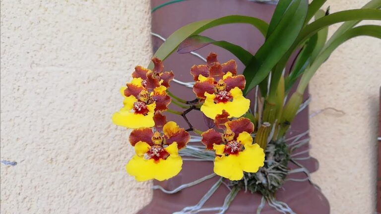 Orquídeas de exterior: ¡Color y elegancia en macetas!
