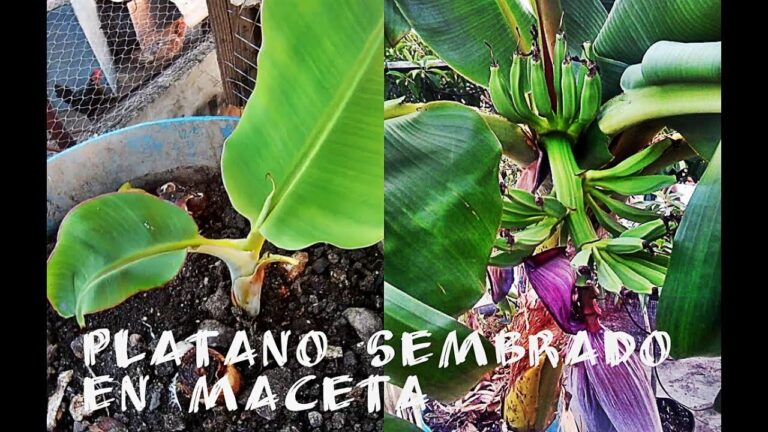 El platanero canario en maceta: un oasis tropical en tu hogar