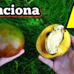 Domina el arte de cultivar mango en maceta: ¡Descubre cómo plantar un mango en casa!