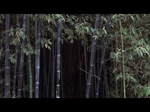 Descubre dónde comprar bambú negro en maceta y dale un toque exótico a tu hogar