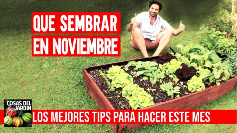 Siembra en noviembre: ¿Qué plantar en maceta para llenar de vida tu hogar?