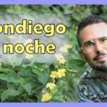 Descubre la misteriosa flor Don Diego de Noche: belleza en la oscuridad
