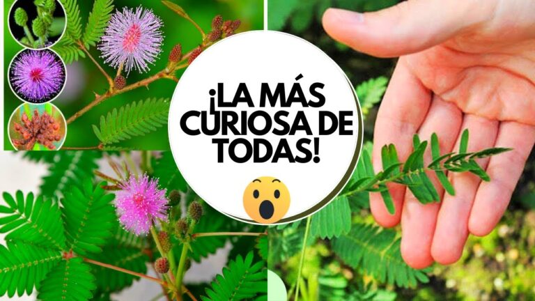 Descubre la Mimosa Pudica: Un Tesoro para tu Jardín o Interior