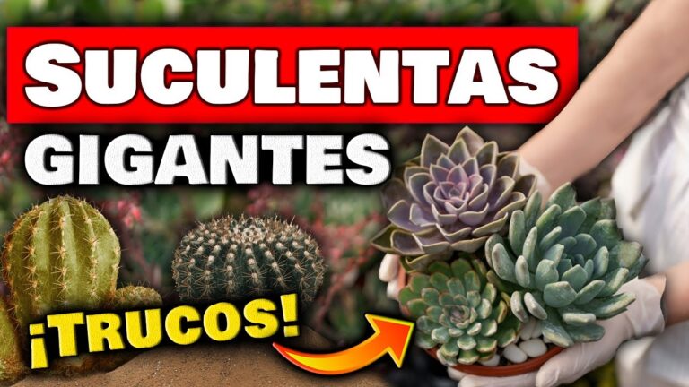Descubre el secreto del abono casero para cactus y suculentas: ¡resultados sorprendentes!