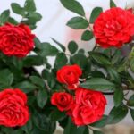 Descubre el secreto de la tierra para rosales en maceta: ¡flores más hermosas en tu jardín!