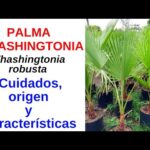 Descubre la belleza de la palmera Washingtonia en maceta: un toque tropical en tu hogar