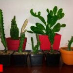 Descubre los cactus de crecimiento rápido: sorprendentes y fáciles de cuidar