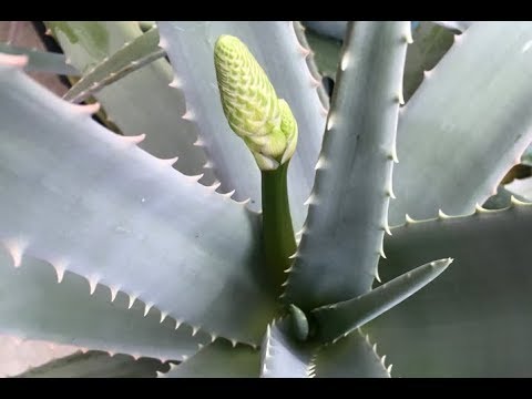 Descubre los increíbles beneficios de la flor de Aloe Vera al salir