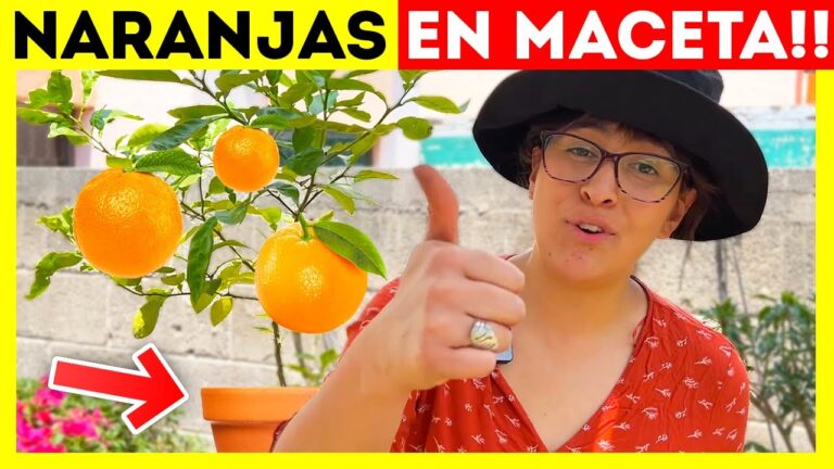 Descubre el secreto de la planta de naranjo en maceta: ¡sabores cítricos en tu hogar!
