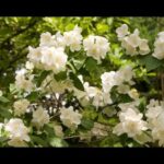 Descubre el encanto del celindo de flor doble: una joya floral en tu jardín