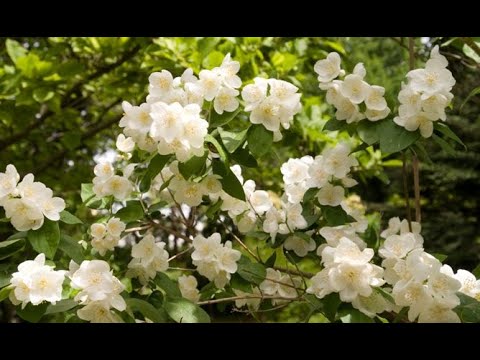 Descubre el encanto del celindo de flor doble: una joya floral en tu jardín