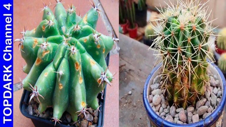 Descubre el sorprendente cambio de color: los cactus se vuelven blancos
