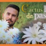 Descubre los secretos de la planta del lirio de pascua: belleza y significado