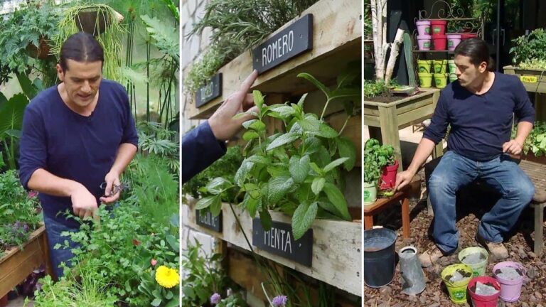 Descubre los secretos para organizar tu jardín de plantas aromáticas