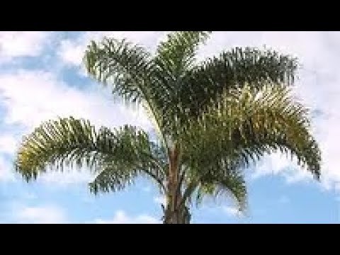 Descubre el sorprendente crecimiento de la palmera coco plumoso