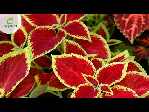 Descubre la planta de flor espiga roja: ¡Un estallido de color en tu jardín!