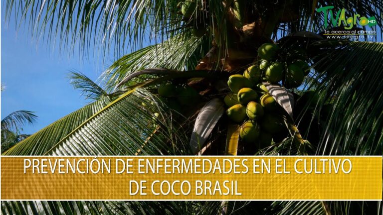 Descubre los secretos de la exótica mata de cocotero de Brasil