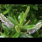 Descubre los cuidados esenciales para la planta Verónica Colombiana