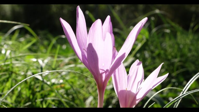 Descubre la exquisita flor de azafrán silvestre: un tesoro oculto