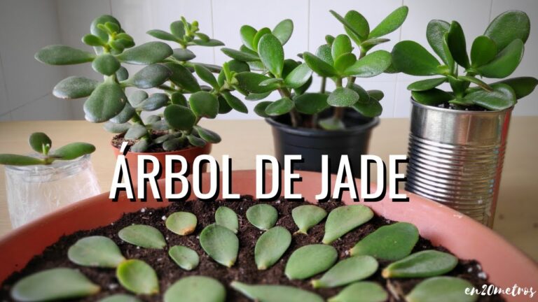 Descubre los secretos de la reproducción del árbol de jade en casa