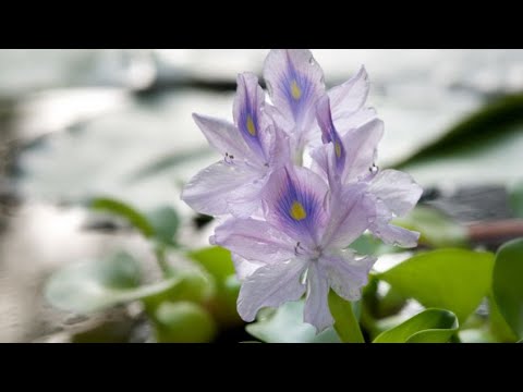Descubre la belleza de la planta jacinta de agua: un toque exótico para tu hogar