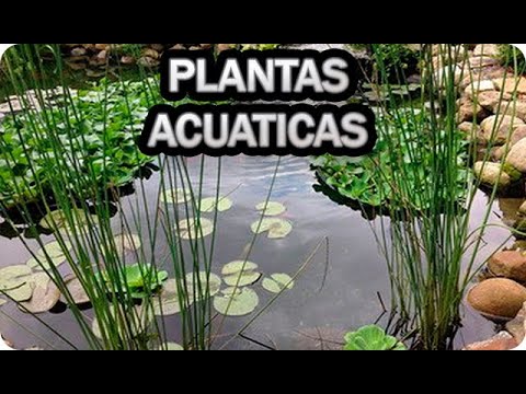 Descubre las mejores plantas acuáticas para embellecer tus estanques