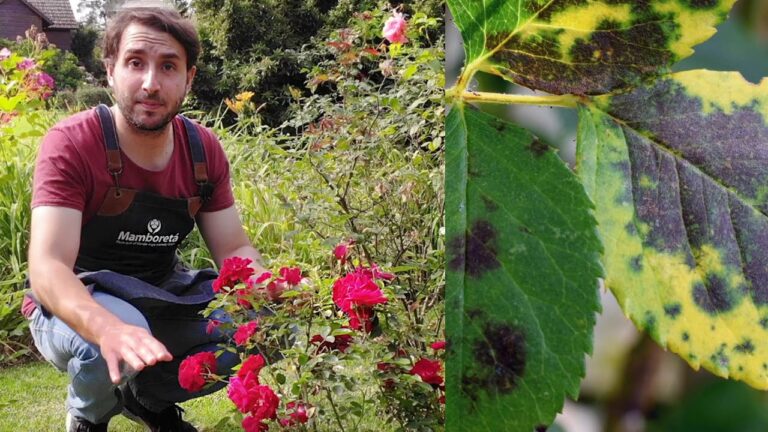 ¡Descubre cómo eliminar las manchas en las hojas de los rosales y mantenerlos saludables!