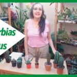 Descubre las sorprendentes plantas cactus: ¡verdaderos camaleones naturales!