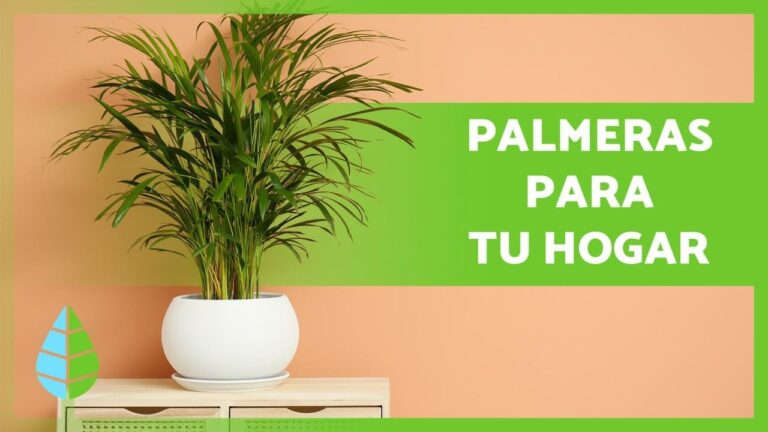 Descubre los fascinantes tipos de palmeras enanas: una belleza compacta