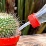 Descubre el mejor fertilizante para cactus y crasas: ¡potencia su crecimiento!