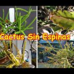 Descubre los cactus colgantes sin espinas: plantas exóticas para decorar cualquier espacio