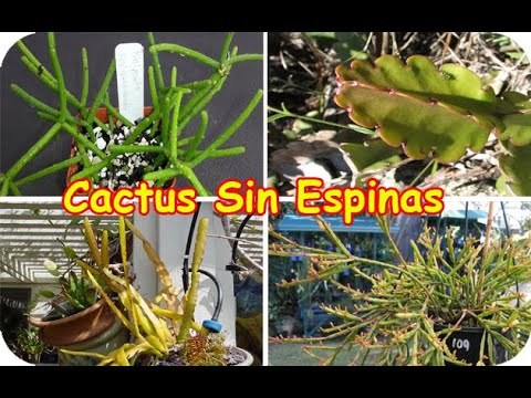 Descubre los cactus colgantes sin espinas: plantas exóticas para decorar cualquier espacio