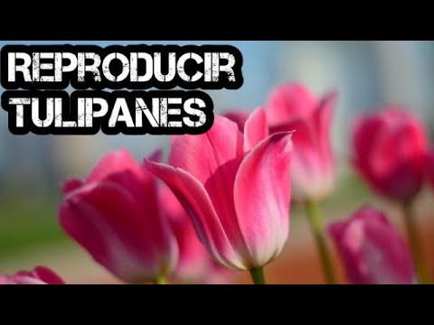 Increíble: Descubre cuántas flores brotan de un bulbo de tulipán