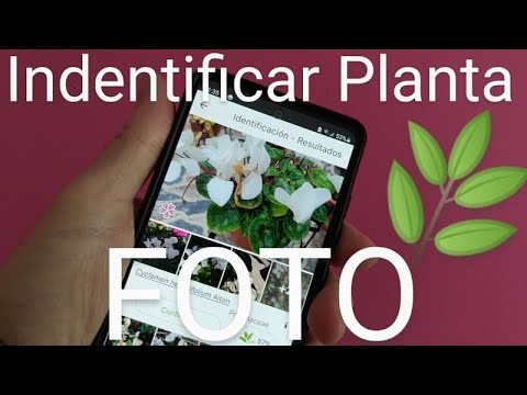 Descubre el buscador de especies de plantas más completo en español