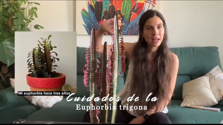 Descubre los secretos de los cuidados de la Euphorbia Trigona Rubra